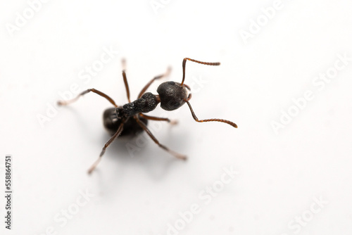 Macro photo of black ant on white wall. © backiris