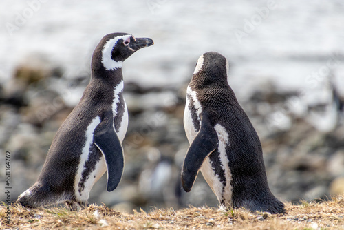 couple of Penguins Chiean Anctartica photo