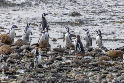 Magellanic Penguins Punta Arenas Patagonia Chile photo
