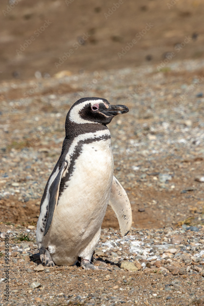 Fototapeta premium Wild Magellan Penguin Patagonia Chile