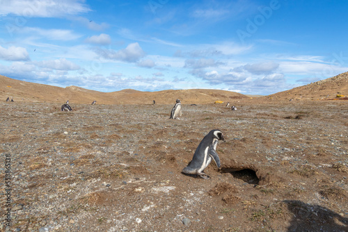 Magellanic Penguins Punta Arenas Patagonia Chile