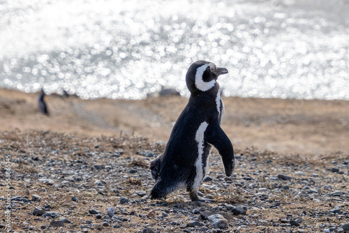Magellanic Penguin Isla Magdalena, Patagonia, Chile