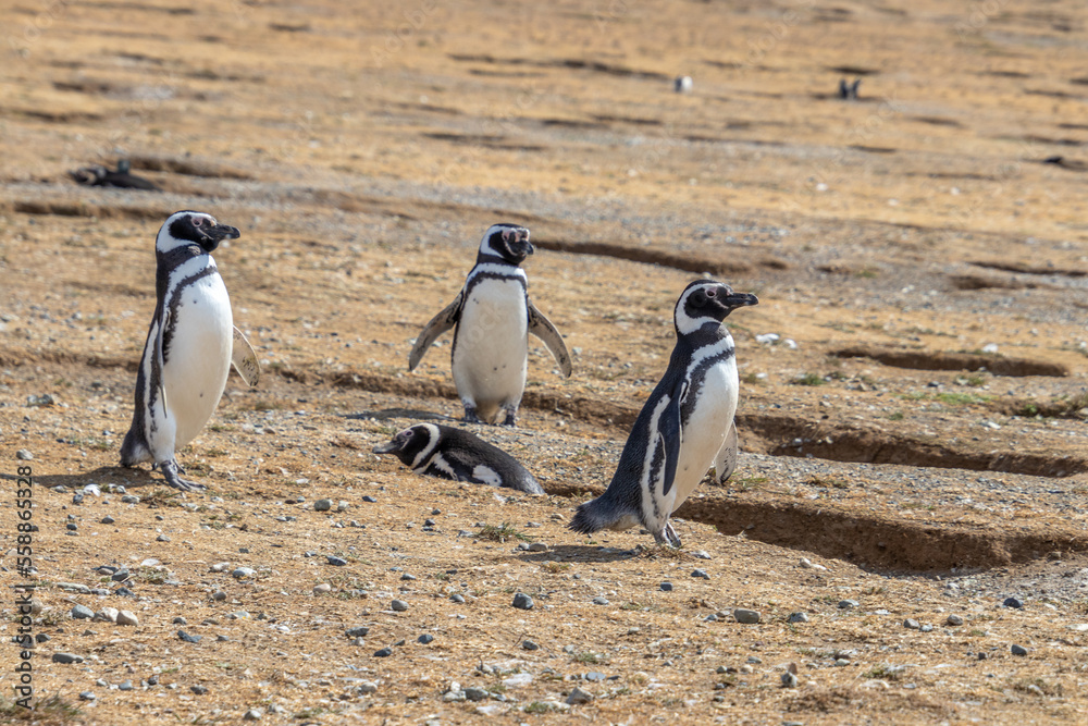 Naklejka premium Magellanic Penguins Isla Magdalena, Patagonia, Chile Isla Magdalena, Patagonia, Chile