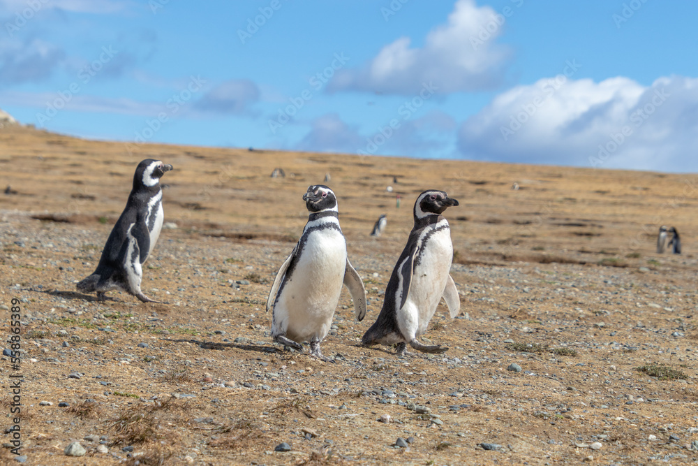 Fototapeta premium Magellanic Penguins Isla Magdalena, Patagonia, Chile Isla Magdalena, Patagonia, Chile
