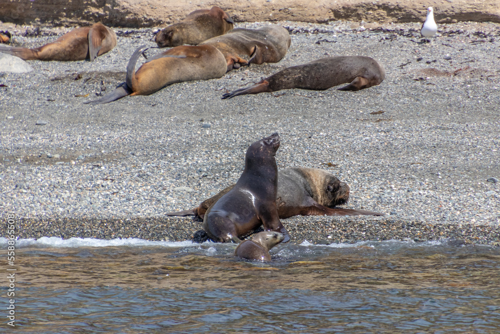 Naklejka premium Sea Lions Isla Marta Patagonia Chile