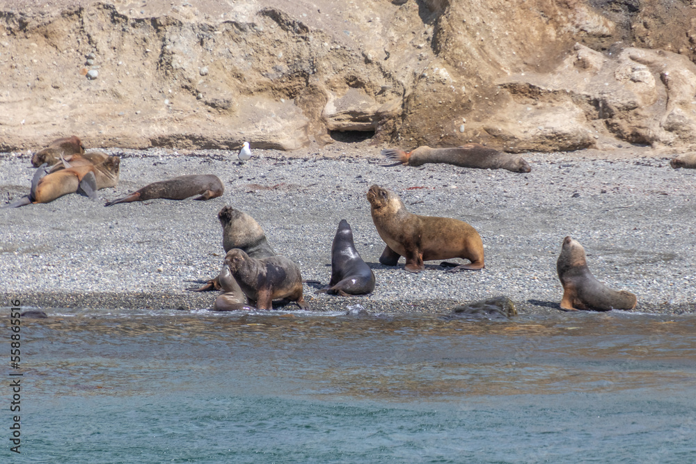 Fototapeta premium Sea Lions Isla Marta Patagonia Chile