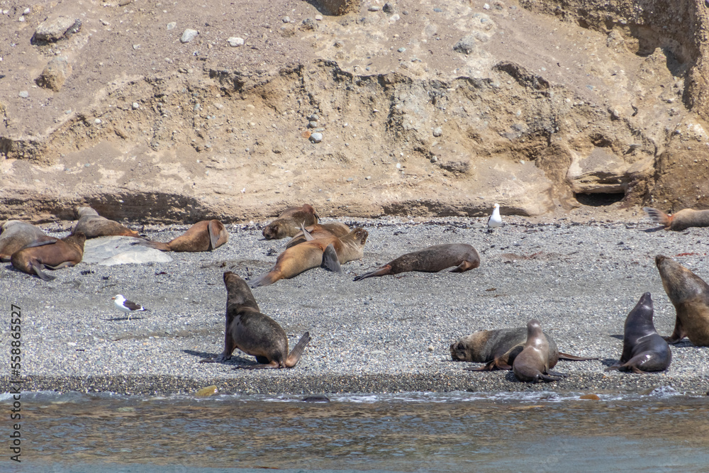 Fototapeta premium Sea Lions Isla Marta Patagonia Chile