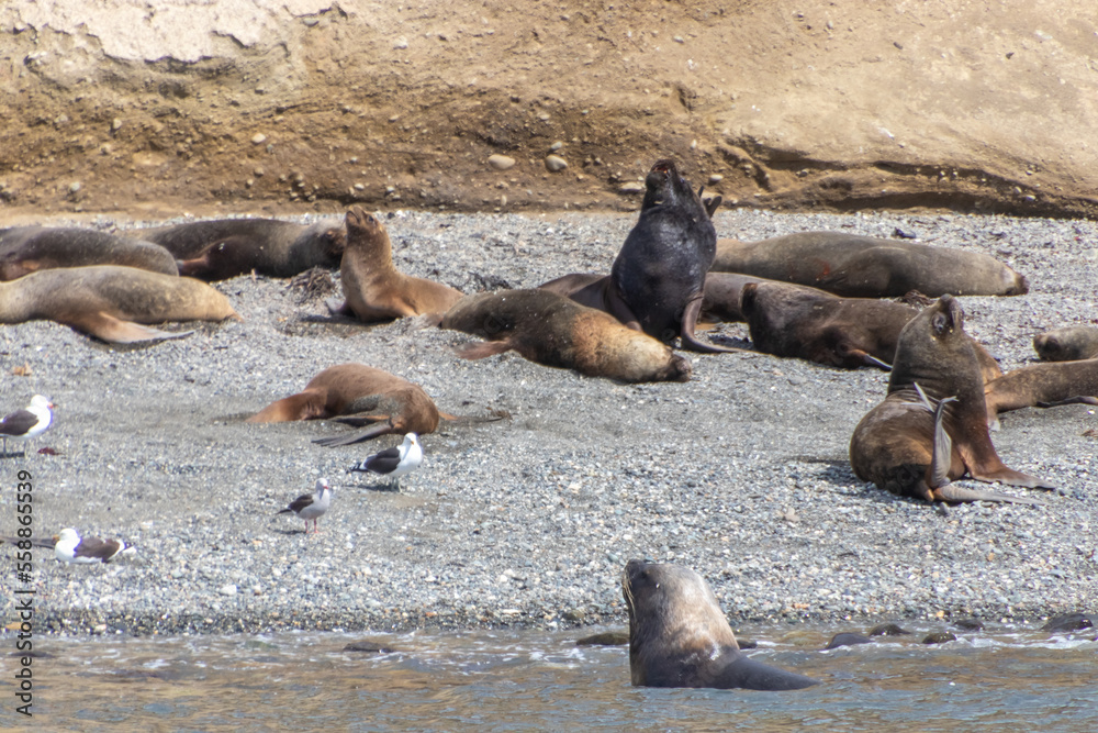 Fototapeta premium Sea Lions Isla Marta Patagonia Chile
