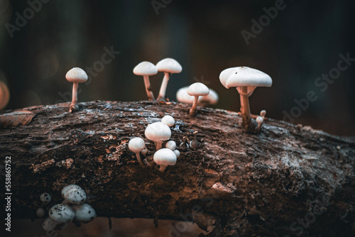 mushrooms in autumn located on the mountain of the Umbrian park photo