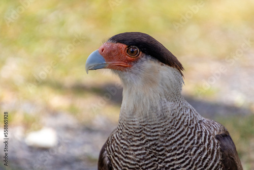 Caracara Plancus Falcon
