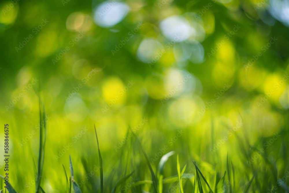 Blurred natural green spring and summer bokeh background