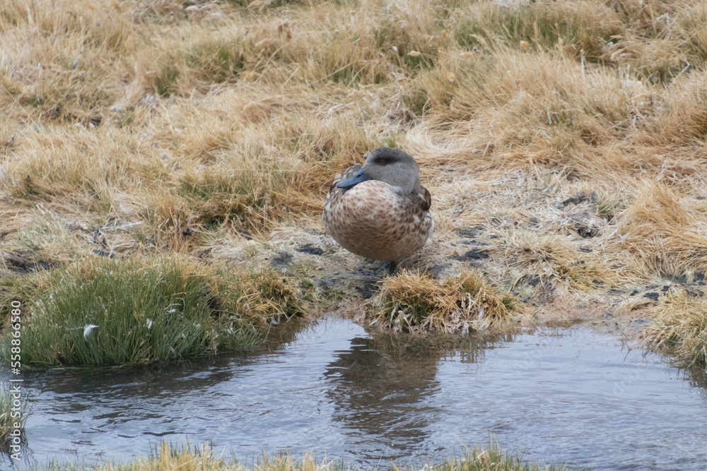 Fototapeta premium Lophonetta specularioides