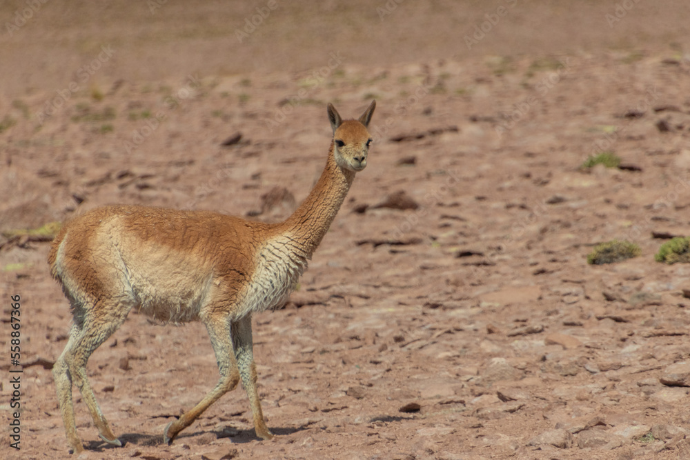 Fototapeta premium Vicugna Vicugna Atacama Desert Chile
