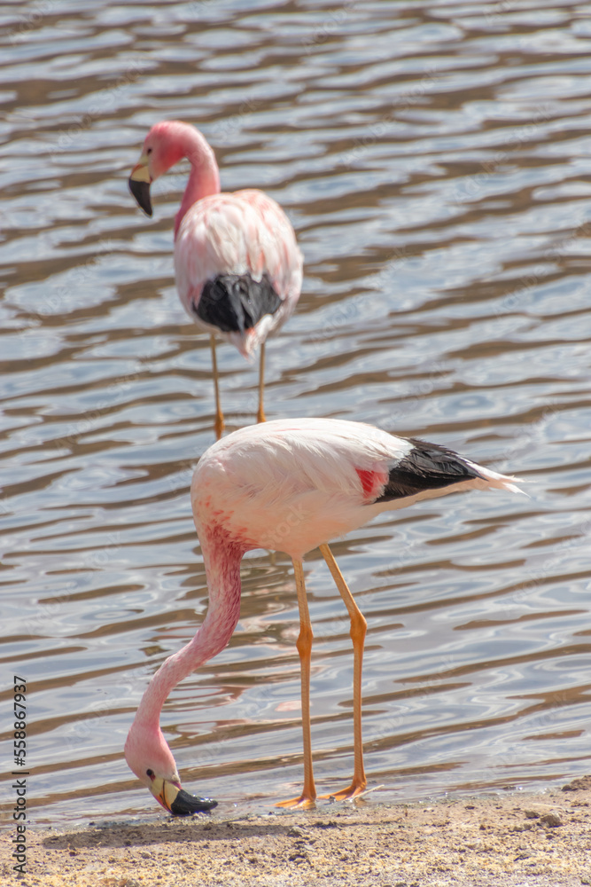 Two Pink Flamingos Atacama Chile