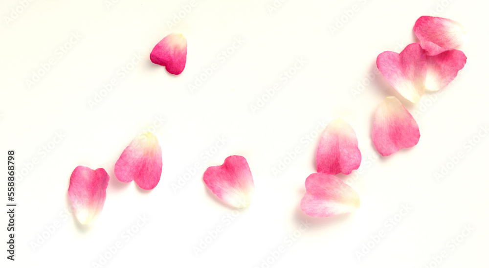 ハート形のピンクの薔薇の花びら、白バックにピンクのバラの花びら