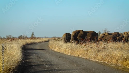 African bush elephant herd crossing safari gravel road in Kruger National park, South Africa ; Specie Loxodonta africana family of Elephantidae