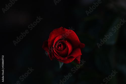 Primer plano de una preciosa rosa roja, con los petalos abiertos, en un fondo negro