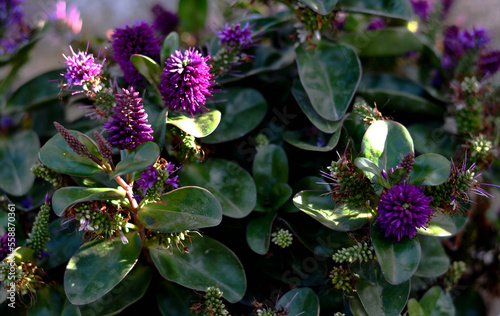 primer plano de planta vede con flores violetas en forma de conos en primavera