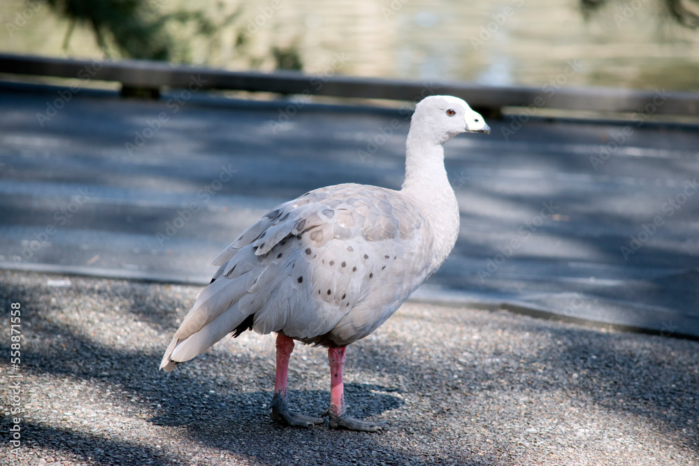 the cape barren goose is walking to the lake the cape barren goose is walking to the lake