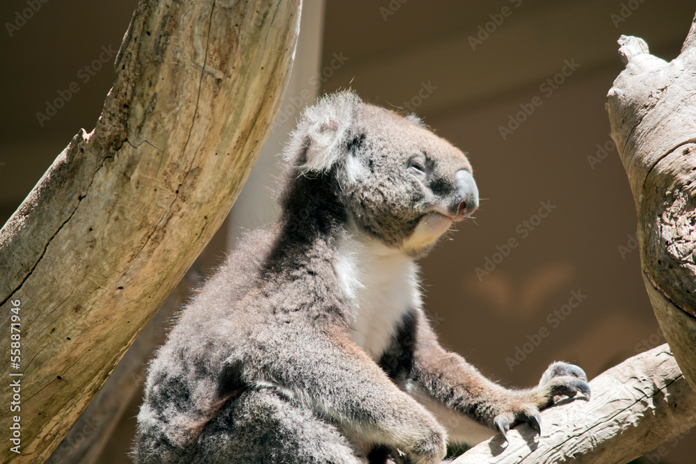 this is a side view of a koala in a tree