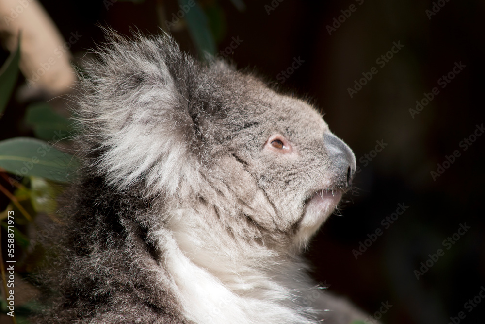 Naklejka premium this is a close up of a koala