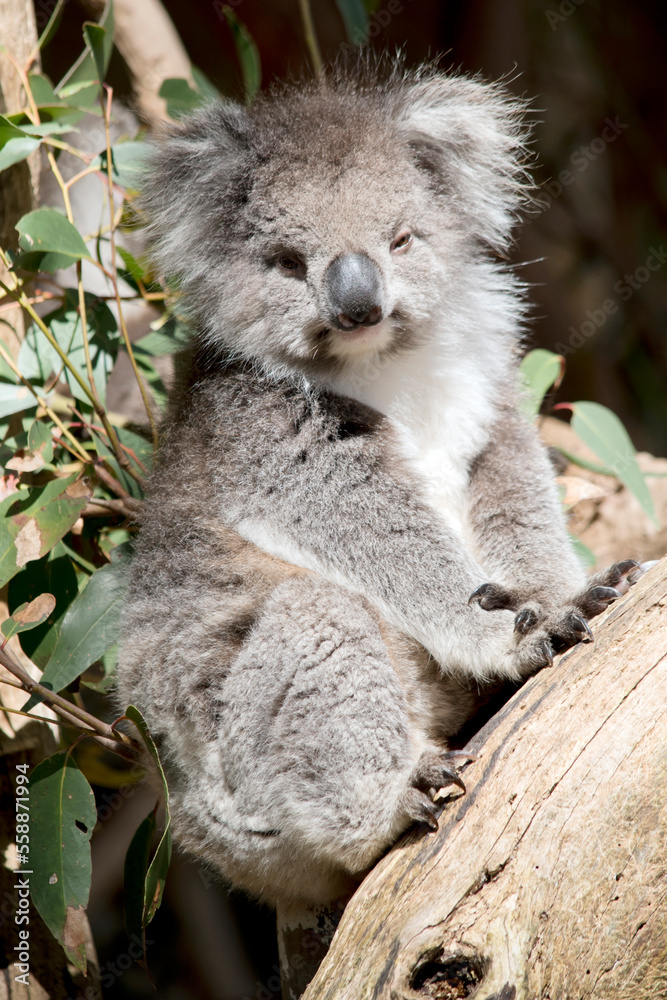 Naklejka premium the koala is climbing up a eucalyptus tree