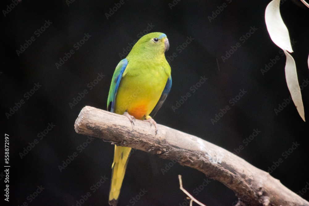 the orange bellied parrot is perched in a tree