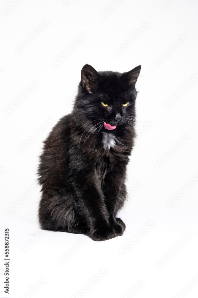 Fototapeta premium Black color cat, white background.