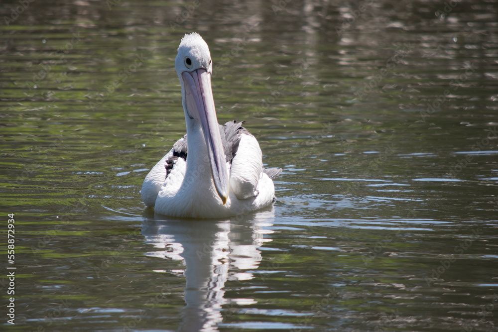 the Australian pelican is swimming in a lake the Australian pelican is swimming in a lake