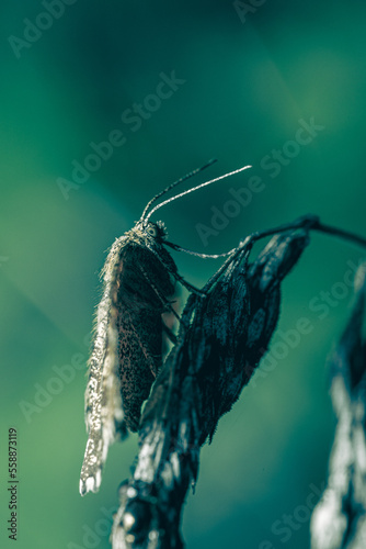 Heidespanner (Nachtfalter) photo