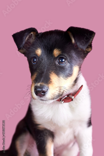 Cute small puppy on a pink background.