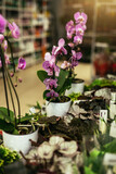 Pink Phalaenopsis Orchid flower in flower shop.