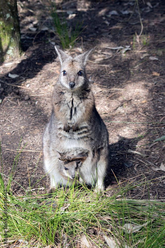 The tammar wallaby is a small grey wallaby with tan arms and white cheek stripes The tammar wallaby is a small grey wallaby with tan arms and white cheek stripes