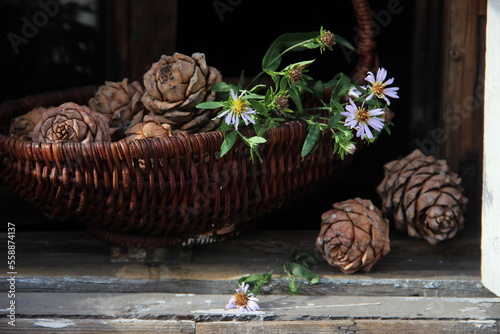 brown pine cones with white flowers