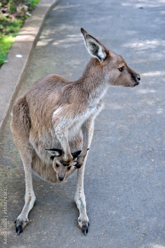 the western grey kangaroo is light brown with a white chest