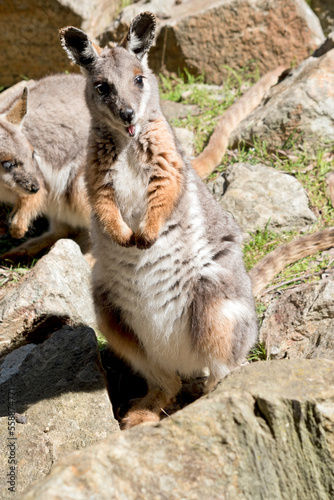 Fotografie the yellow footed rock wallaby is is an Australian marsupial