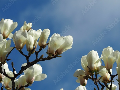 ハクモクレンの花　青空 photo