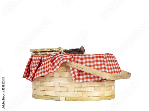 Cute dark brown pet rat, sitting in small picnic basket. Looking over edge towards camera with beady eyes. Isolated cutout on a transparent background. photo