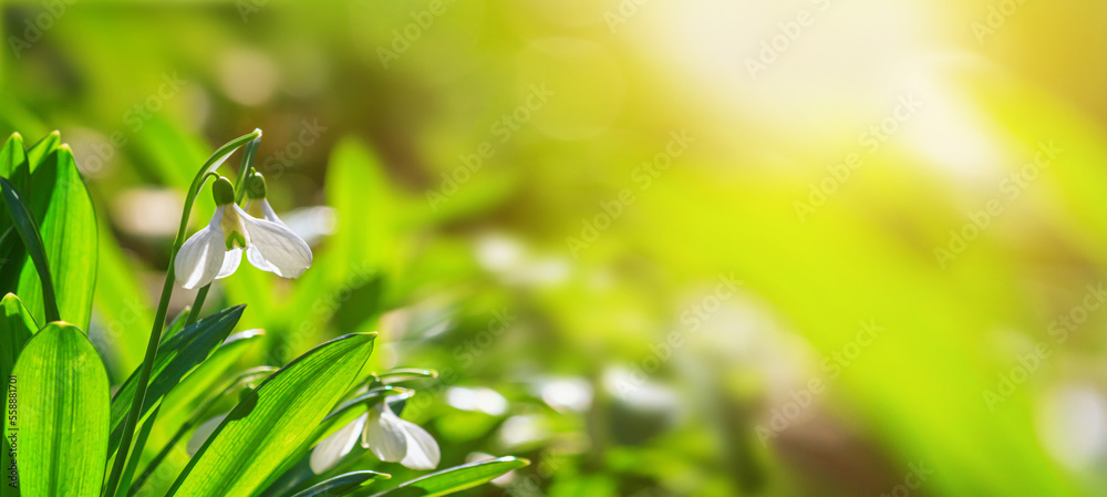 Beautifull snowdrops - blooming white flowers in early spring in the forest, closeup with space for text