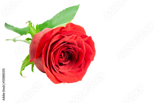 A single red rose for valentines day symbolising love and romance isolated against a transparent background.