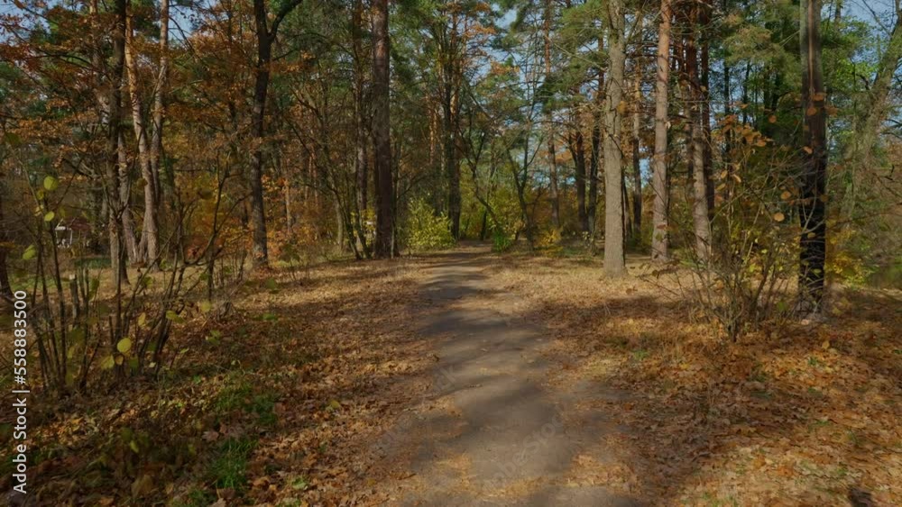 view on the footpath in autumn forest pines and deciduous in sunny day bright landscape without people view on the footpath in autumn forest pines and deciduous in sunny day bright landscape without people