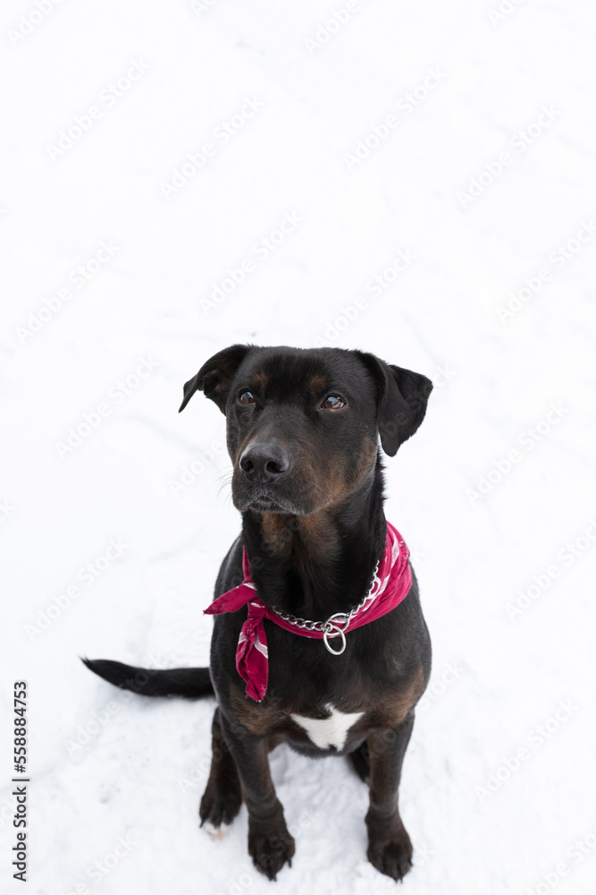 Dog wearing red bandana sitting in the snow Dog wearing red bandana sitting in the snow