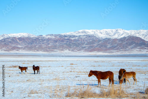 a herd of horses on a winter field against the background of mountains