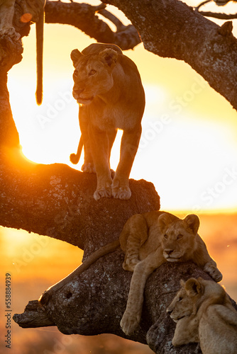 Group of lions (Panthera leo) on tree, Serengeti National Park, Shinyanga Region, Tanzania photo