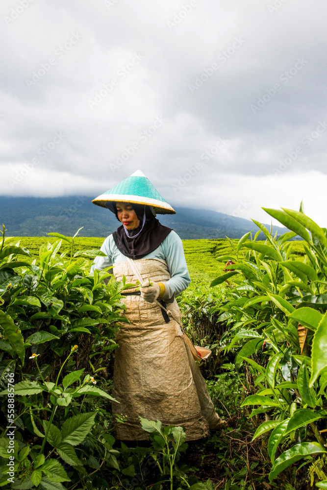 Sumatra Tea A woman harvests tea leaves at a tea plantation in the Kerinci Valley ...