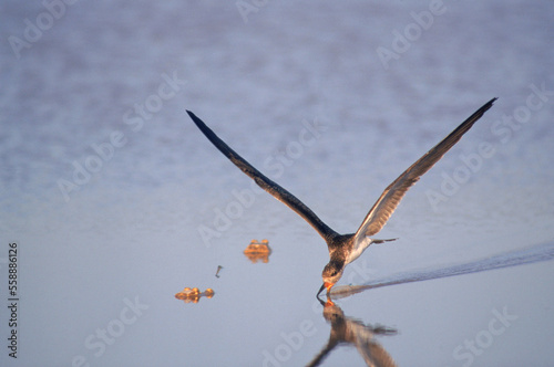 Juvenal Black-crowned Night Heron, Venezuela, South America photo