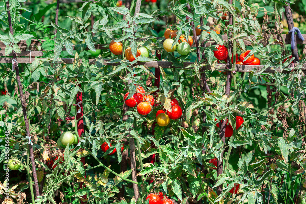 Garden with growing tomatoes . Cultivated tomato plants