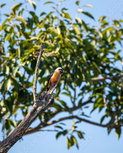 Collared falconet or Microhierax caerulescens closeup perched on tree at dhikala campus of jim corbett national park or tiger reserve uttarakhand india asia photo