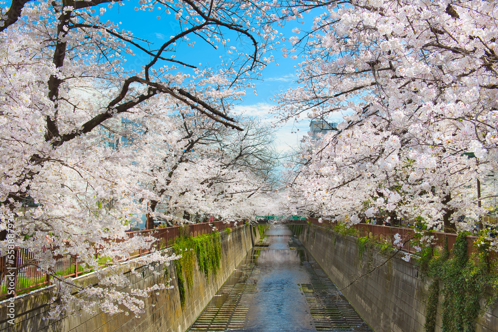 Cherry Blossoms along Meguro River Cherry Blossoms along Meguro River