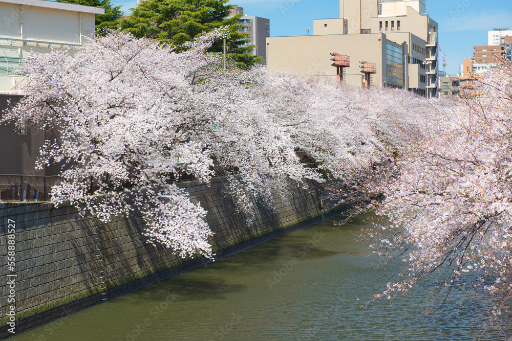 Naklejka premium Cherry Blossoms along Meguro River
